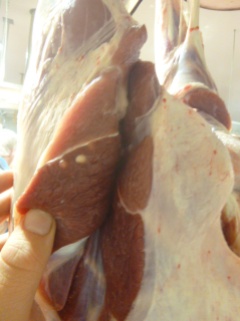Sheep measles lesion in lamb hindquarters
